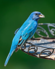 Beautiful Male Indigo Bunting Perched on Backyard Feeder 