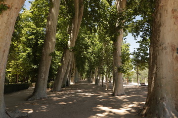 Camino rodeado de árboles por donde pasear