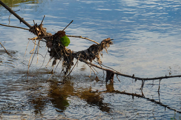 Blätter und Getrüpp sammelt sich an einem Ast der im Wasser hängt.