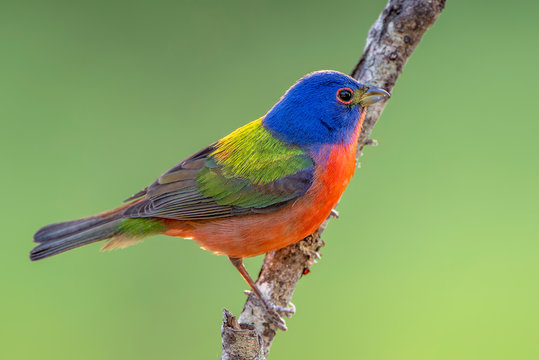 Male Painted Bunting Perched on Bare Branch Against Green Background In South Central Louisiana