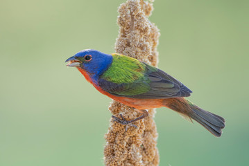 Male Painted Bunting Perched on Millet Spray in South Central Louisiana in Spring