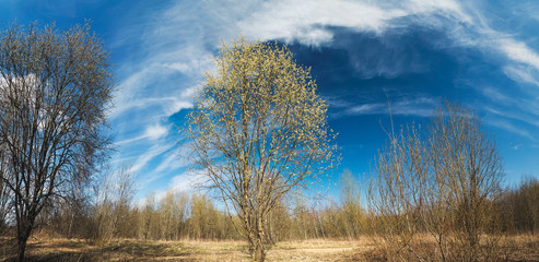 A tree with light yellow fluffy shoots on a willow tree against a blue sky.