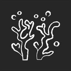 Obraz premium Oceanology chalk white icon on black background. Natural science discipline, sea life researching. Aquatic environment, ocean flora and fauna study. Coral Isolated vector chalkboard illustration