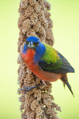 Obraz premium Male Painted Bunting Perched on Millet Spray