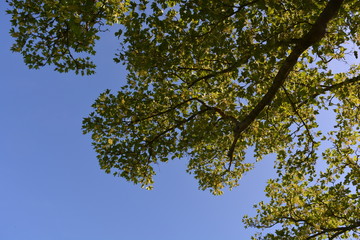 Sycamore tree, also known as Acer pseudoplatanus, branches seen from below against blue sky