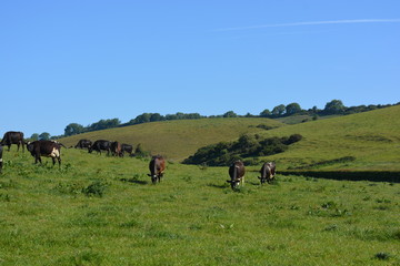cows in the meadow< Dorset, England