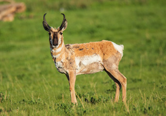 antelope in the wild