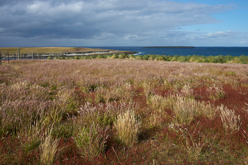Colourfully grasses growing alongside tussock grass on Bleaker Island in the Falkland Islands.