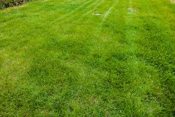 Close up view of summer grass. Beautiful nature background / texture. Summer concept.