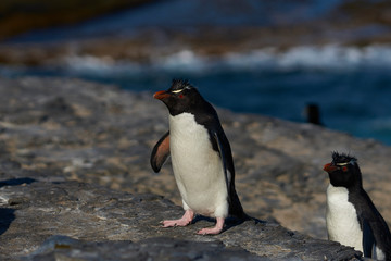 Southern Rockhopper Penguins (Eudyptes chrysocome) return to their colony on the cliffs of Bleaker Island in the Falkland Islands