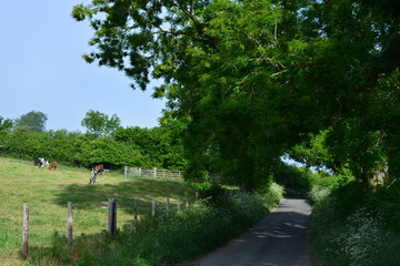 English countryside in late spring, view down a rural lane through a tunnel of trees with calves grazing in a field,