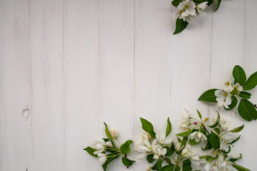 Spring flowers. Apple blossoms on a white wooden background. Flat spoon, top view. the flowers are located at the bottom of the image.