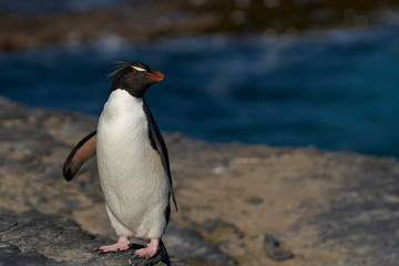 Fototapeta premium Southern Rockhopper Penguins (Eudyptes chrysocome) return to their colony on the cliffs of Bleaker Island in the Falkland Islands
