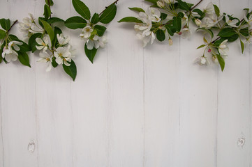 Spring flowers. An Apple tree blooms on a white wooden background. Flat spoon, top view. flowers are located at the top of the image.