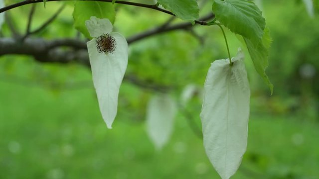 Close up of a white flowers of a dove tree (Davidia involucrata) moving gently in a spring breeze