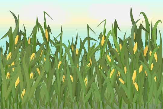 A cornfield with ripe cobs against a blue sky. Background image.  illustration.