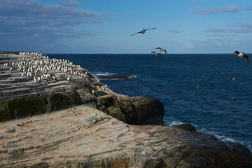 Large group of King Cormorant (Phalacrocorax atriceps albiventer) on the coast of Bleaker Island on...