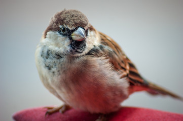 sparrow on a branch