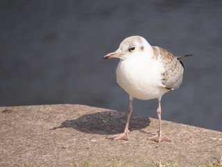 seagull on a rock