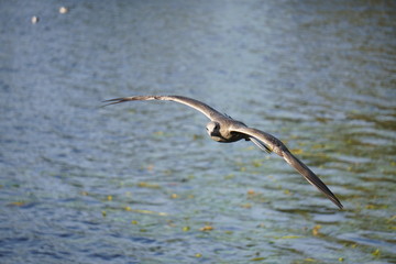 seagull flies over the water