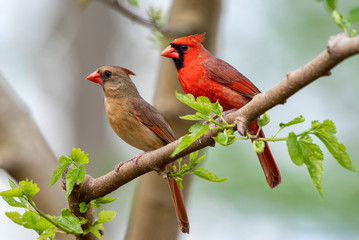 Northern Cardinal Pair in Spring