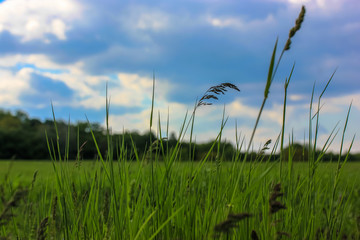 Fototapeta premium A close up of a green field and high grass in summertime