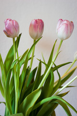 bouquet of pink tulips
