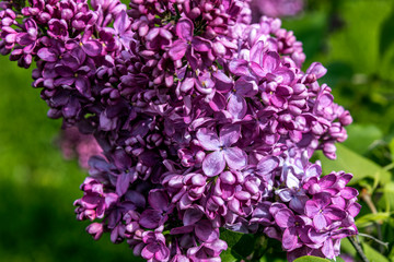 Bunch of Lilac Flowers. Close-up.