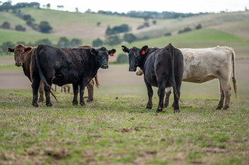 cattle grazing on grass