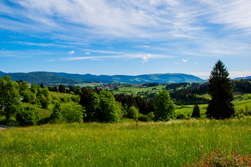 wonderful view of the mountains around the Asiago plateau with green pastures with yellow and white flowers, the pine forests the blue sky with white clouds, Vicenza, Veneto, Italy