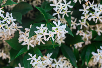 Bush of blooming white jasmine. A lot of small white flowers between emerald leaves. Floral background or wallpaper. Closeup of white flowers with five petals. Spring nature concept