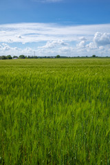 Obraz na płótnie Canvas green cornfield in spring and the sky is blue