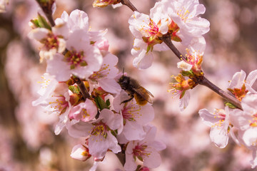 Fototapeta na wymiar Spring blooming garden. Bee (Anthophila) on cherry flowers (Prunus tomentosa) close-up. Soft bokeh. Selective focus.