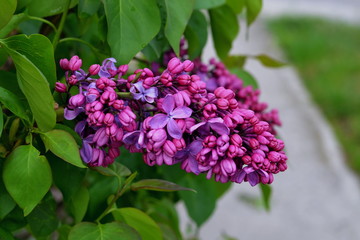 lilac branch in blossom on a bush