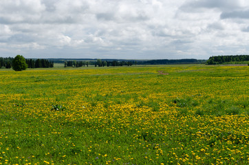 dandelions in the meadow in may