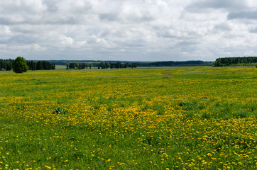 Obraz premium dandelions in the meadow in may