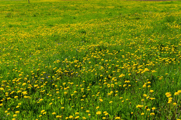 dandelions in the meadow in may