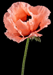 Flower of rose poppy, lat. Papaver, isolated on black background