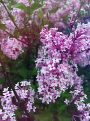 Pink flowering and green leaves. Spring background