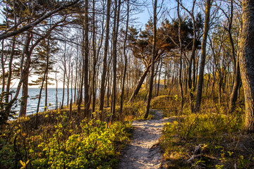 Seaside pine forest in spring time. 