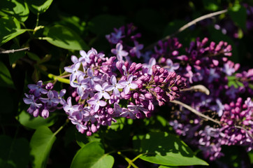 Fototapeta premium lilac bushes in spring, bright flowers closeup