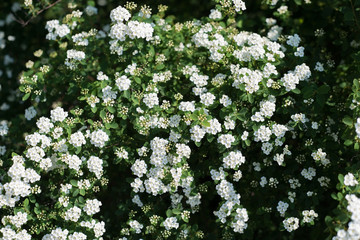 top view, texture of spirea, blooming white flowers, on a green background, natural texture of...