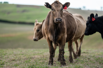 cattle grazing on grass