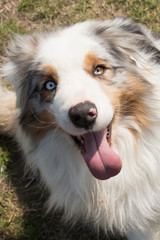 Australian shepherd