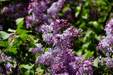 lilac bushes in spring, bright flowers closeup