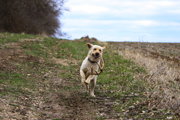 dog finds whitetail deer antler 