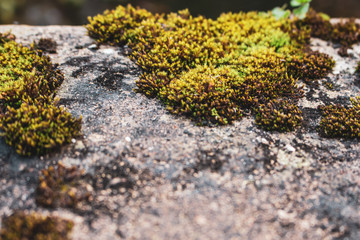 Moss on the gray stone. Moss macro. Nature close up. Ecosystem concept. Dirty stone surface. Wet place. Landscape concept. Grunge wallpaper. Environment background. 
