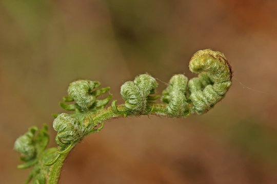 Junges Blatt des Adlerfarns (Pteridium aquilinum)