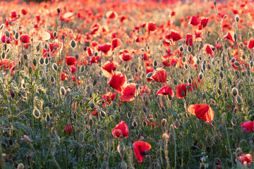 Naklejka premium Meadow with red Poppy flowers in early summer