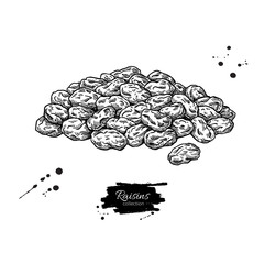 Raisins vector drawing. Dried grape heap. Hand drawn dehydrated fruit illustration. - 352958889